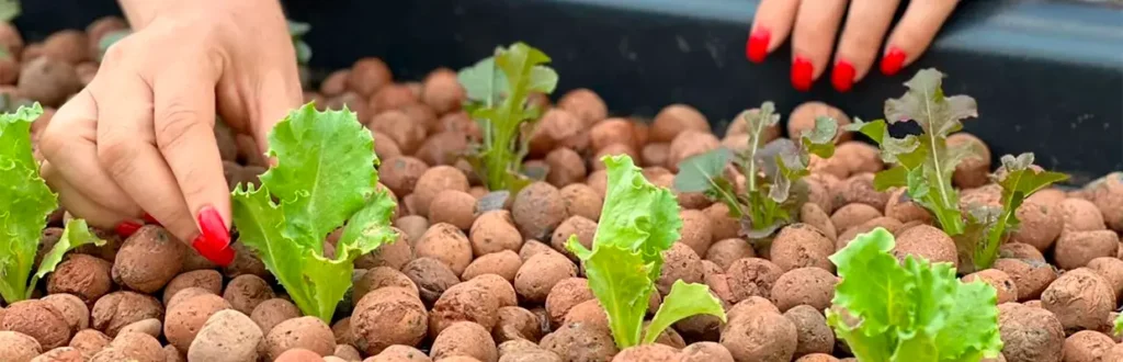 Uniodonto Goiânia cultiva horta para fornecer alimentos aos colaboradores e comunidade